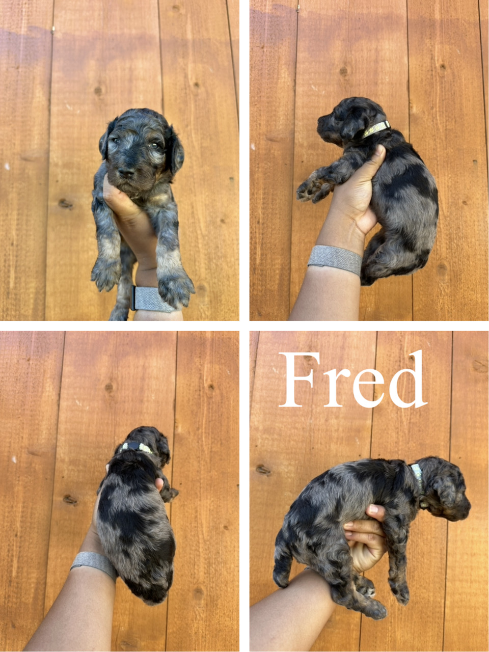 Fred (Grey collar) 2